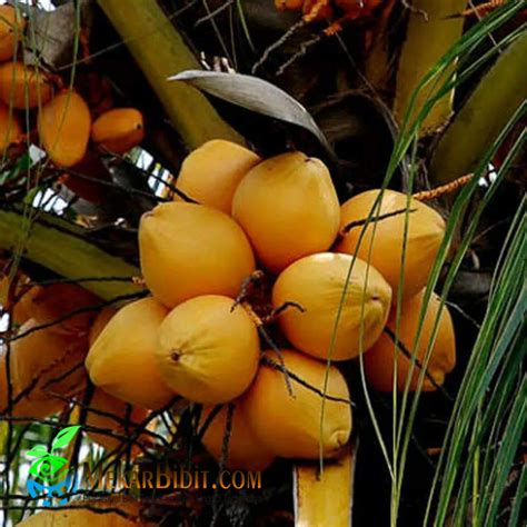 kelapa gading jual bibit tanaman buah termurah mekar bibit