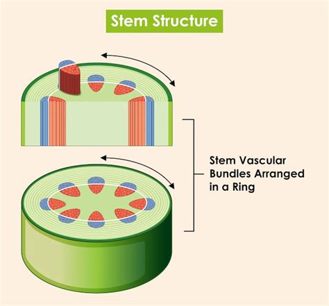 diagram showing stem structure vector