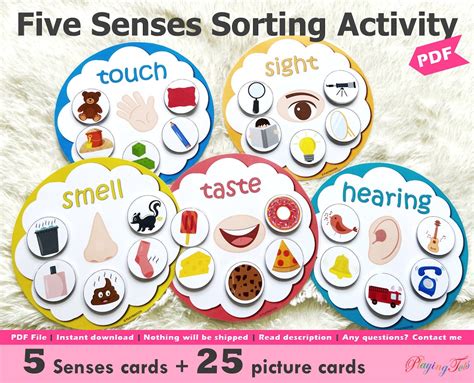 senses sorting activity printable  senses sorting homeschool