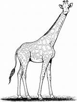 Giraffe Coloring Pages Animals Template sketch template