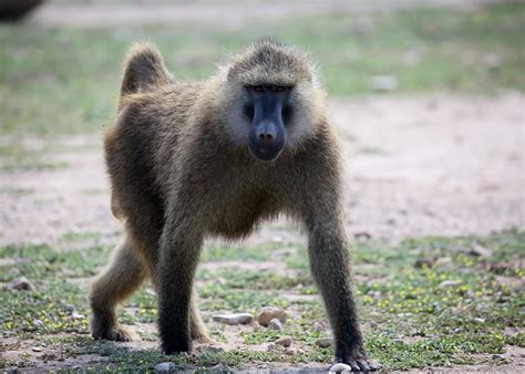 baboon history   interesting facts