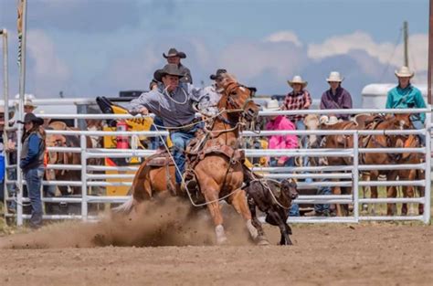 calf roping   precision rodeo event