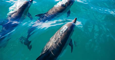 dolfijnen onderweg naar nederland hoe  dat kidsweek