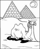 Colorat Desene Camila Colorir Camelo Camel Planse Camellos Desenhos Camello Cammelli Camile Cammello Dibujo Kamele Malvorlagen Pyramide Animale Kameel Camelos sketch template
