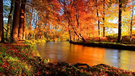 river  colorful trees covered forest hd nature