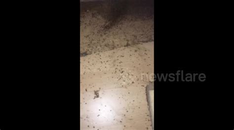 Newsflare The Worst Bed Bug Infestation You Will Ever See
