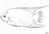 Angelfish Pesce Supercoloring Fisch Fische Schritt sketch template