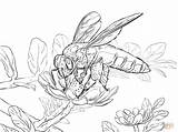 Coloring Bee Honey Pages Giant Bees Printable Drawing Popular sketch template
