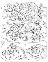 Crocodile Coloring Pages Printable Kids Reptiles Baby Color Crocodiles Krokodil Animal Print Popular Coloringhome sketch template