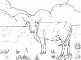 Coloring Cow Longhorn sketch template