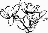 Flower Coloring Pages Verbena Natural Forsythia Bouvardia Beautiful sketch template