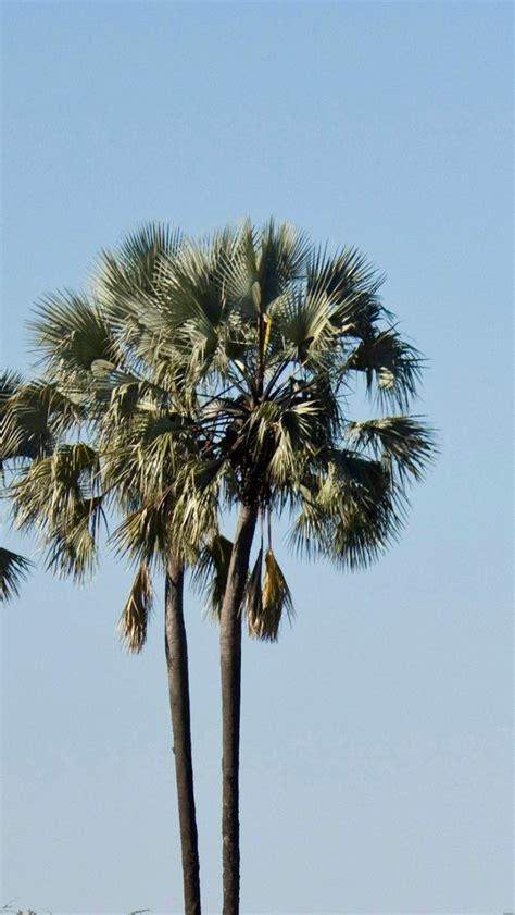 amazing benefits   palm sugar tree