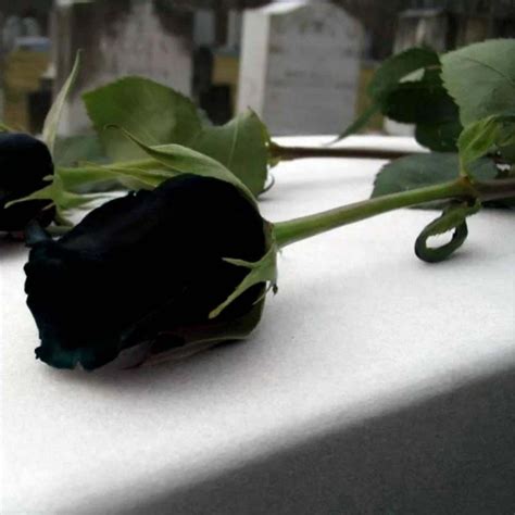 black rose seeds rare price