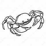 Crab Drawing Vector Dungeness Detailed Hand Stock Getdrawings sketch template