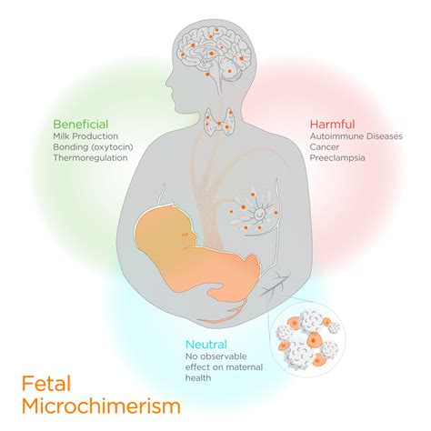 fetal cells influence mom s health during pregnancy — and long after