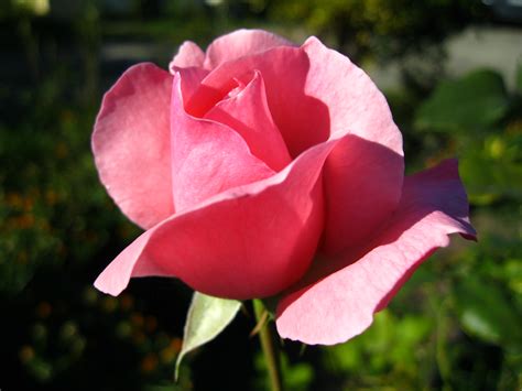 filerosa rosa pink rose jpg wikimedia commons