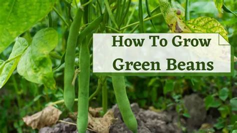 21 Best Ways How To Grow Green Beans [step By Step] Guide