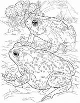 Coloring Toad Sonoran sketch template
