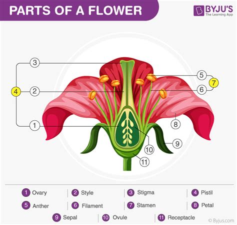 Draw A Bisexual Flower And Label The Following Biology Qanda A Sepal B