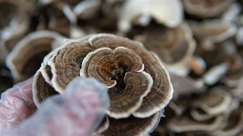 how to grow turkey tail mushrooms in 8 easy steps furney s nursery