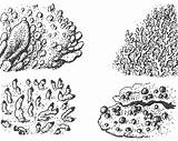 Lichen Lichens sketch template