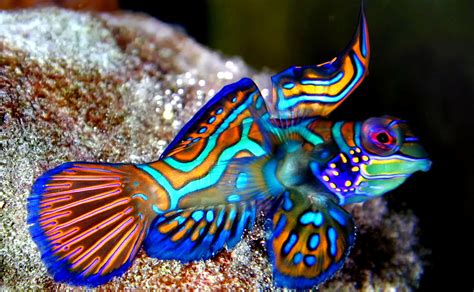 colorful fishes