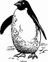 Penguin Coloring Pages Chubby sketch template