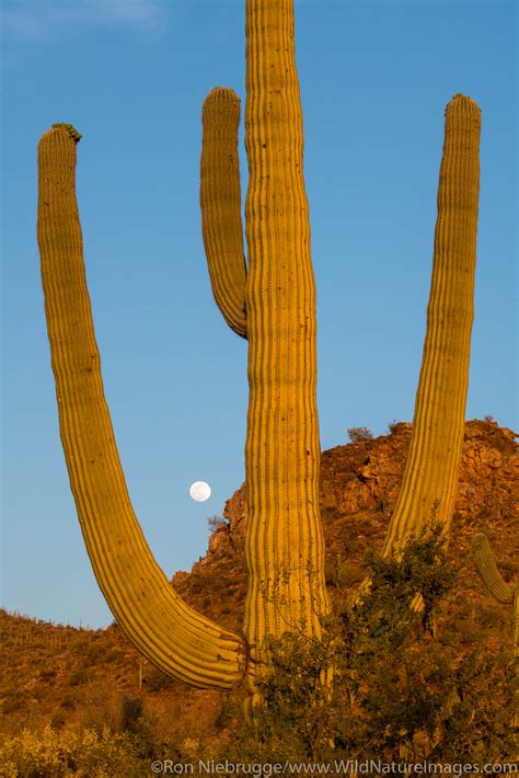 saguaro cactus   ron niebrugge