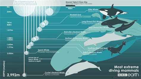 Hump back whale sex position