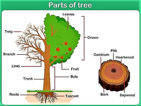 parts  tree