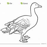 Goose Canada Coloring Getdrawings Geese Canadian Drawing sketch template