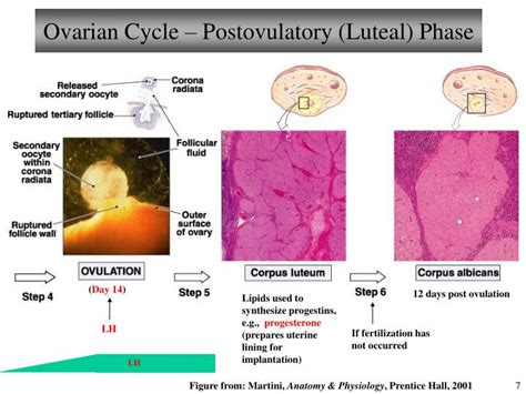 ppt chapter 25 reproductive system female ii lecture 23 powerpoint presentation id 5594154