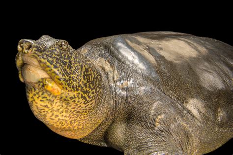yangtze giant softshell turtle rare creatures   photo ark