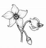 Nightshade Solanum Drawn Solanaceae Petals Poisonous Newfs sketch template