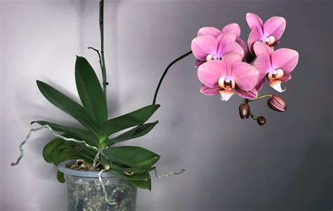 beginners guide  keeping  phalaenopsis orchid alive  blooming