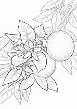 Arancio Naranja Albero Arance Blossom Stampare Fruits Alberi Coloringtop Frutta Segnalibri Cabbage Naranjas Dina Castiglione sketch template