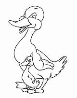 Duck Coloring Pages Ducks Color Animated Print Coloring2print sketch template