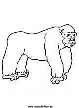 Gorilla Worksheet Gorillas Favorito Ausdrucken sketch template