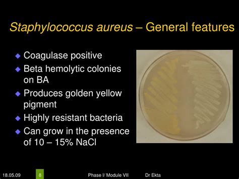 Ppt Medically Important Bacteria Gram Positive Cocci