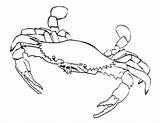 Coloring Pages Crab Crabs Printable Sebastian Beach Hermit Blue Colouring Template Kids Horseshoe Print Color Drawing Getdrawings Getcolorings Popular 20pages sketch template