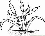 Cattails Getdrawings Drawing Coloring Pages sketch template