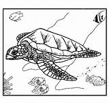 Dieren Schildpadden Kleurplaten Animaatjes sketch template
