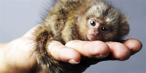 smallest animals   world  tiniest species ranked