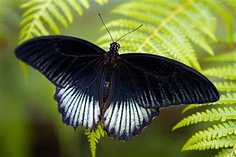 black butterfly  random thoughts