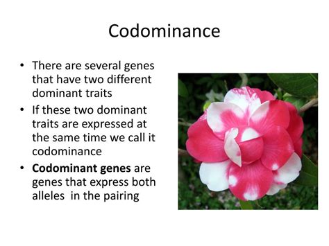 Ppt Codominance And Incomplete Dominance Powerpoint Presentation