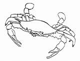 Coloring Pages Crab Blue Crabs Printable Sebastian Hermit Beach Colouring Kids Template Clipart Print Drawing Color Iditarod Getcolorings Popular Library sketch template