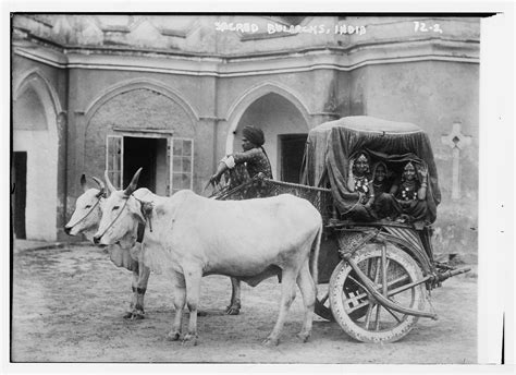 nautch girls in bullock cart india old indian photos