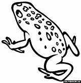 Poison Dart Frogs Thecolor Venomous Creatures Poisonous Mentamaschocolate sketch template