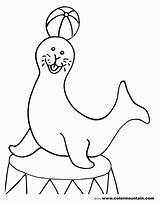 Seal Jam Coloringhome Getdrawings Circus sketch template