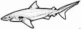 Haifisch Tiere Malvorlage Malvorlagen sketch template